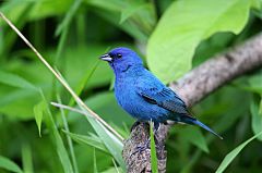 Indigo Bunting